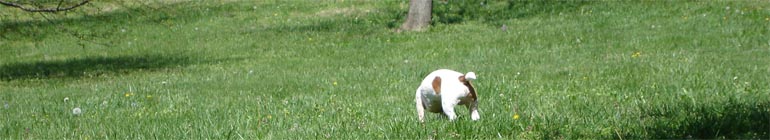 POPSignal header image 2