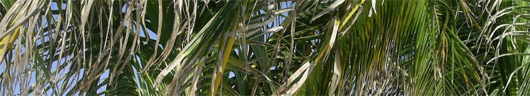 POPSignal header image 3